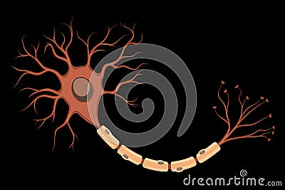 Neuron. Vector Illustration of a Nerve Cell. The Basic Unit of Communication in the Nervous System Vector Illustration