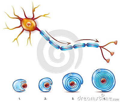 Neuron and myelin sheath coating Vector Illustration