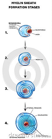 Neuron myelin sheath Vector Illustration