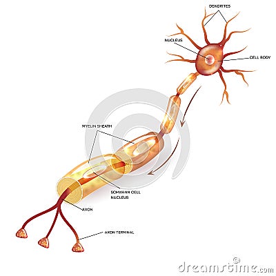 Neuron with myelin sheath Vector Illustration