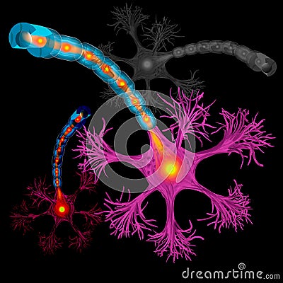 Neuron, nerve cell axon and myelin sheath substance that surrounds the axon detailed Vector Illustration