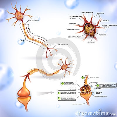 Neuron Vector Illustration