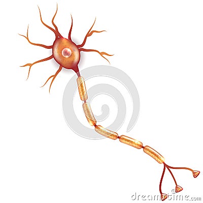 Neuron Vector Illustration