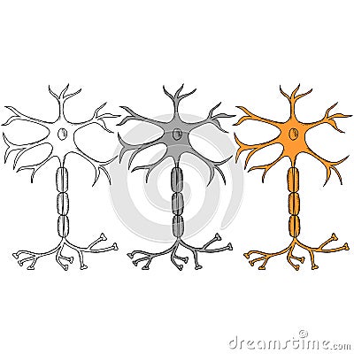 Neuron sketch in color, set Vector Illustration