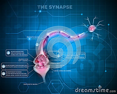 Neuron synapse Vector Illustration