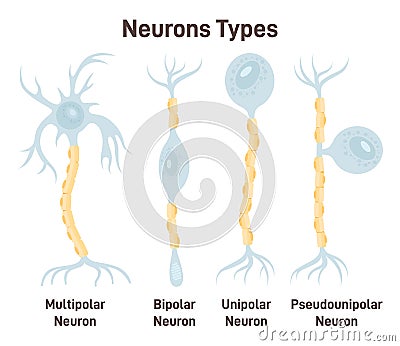 Neuron types. Unipolar, pseudo-unipolar, bipolar and multipolar neurons. Vector Illustration