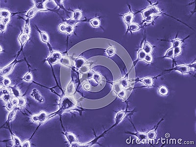 Neurones in culture Stock Photo