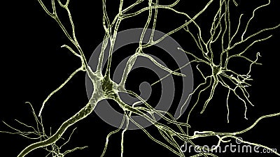Neurons, brain cells, located in the frontal lobe of the human brain Cartoon Illustration