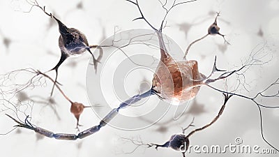 Neurons and nervous system Stock Photo