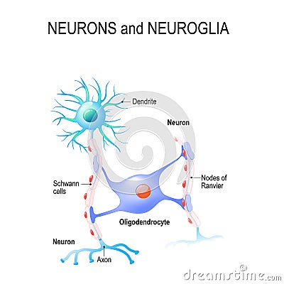 Neurons and neuroglia Vector Illustration
