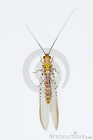 Neuroptera are an order of endopterygotic insects. Stock Photo