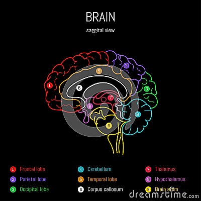 Neuroscience infographic on black background. Human brain lobes and sections illustration. Brain anatomy structure Vector Illustration
