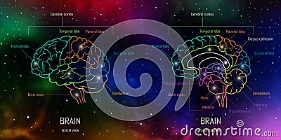 Neuroscience infographic on space background. Human brain lobes and sections illustration. Brain anatomy structure cross section. Cartoon Illustration