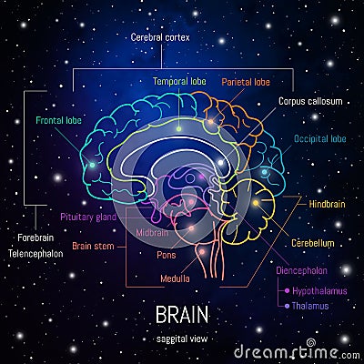 Neuroscience infographic on space background. Human brain lobes and sections illustration. Brain anatomy structure cross section. Cartoon Illustration