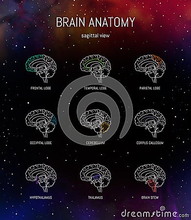 Neuroscience infographic on space background. Human brain lobes and sections illustration. Brain anatomy structure cross section. Cartoon Illustration