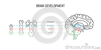 Neuroscience infographic on white background. Human brain evolution from embyo to adult . Brain vesicles and anatomy Vector Illustration