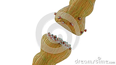 neurotransmitter release mechanisms. Neurotransmitters are packaged into synaptic vesicles transmit signals from a neuron Stock Photo