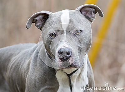 Neutered male blue and white American Pitbull Terrier Stock Photo
