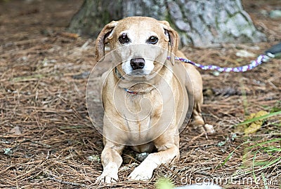 Neutered male tan Dachshund and Beagle mix breed dog Stock Photo
