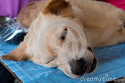 Neutering dogs and cats Stock Photo