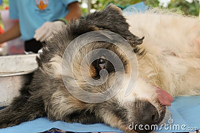 Neutering dogs and cats in World Rabies Day Stock Photo
