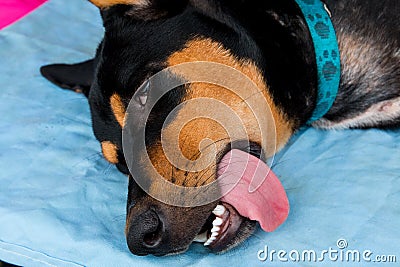 Neutering dogs in World Rabies Day Stock Photo