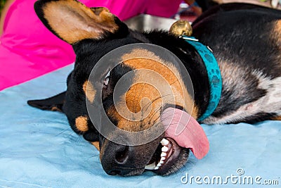 Neutering dogs in World Rabies Day Stock Photo