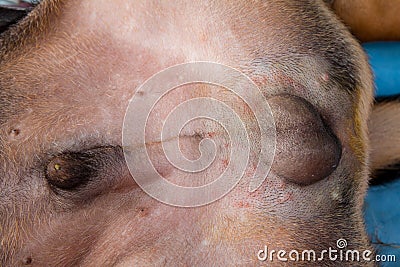 Neutering dogs in World Rabies Day Stock Photo