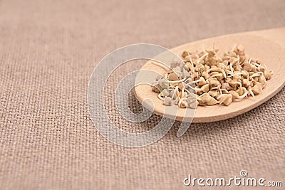 Neutral background. Buckwheat sprouts. Wooden spoon Stock Photo