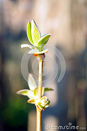 Neutral background of swollen lilac buds in a sunny day. Stock Photo