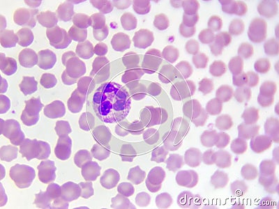 Neutrophil cell Stock Photo
