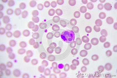 Neutrophil cell Stock Photo