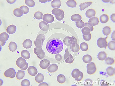 Neutrophil cell Stock Photo