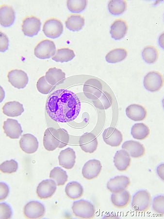 Neutrophil cell Stock Photo