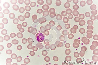 Neutrophil cell Stock Photo