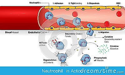 Neutrophil circulation in blood vessel during Infection process and diapedesis and infiltration into the tissue to kill microbe Stock Photo