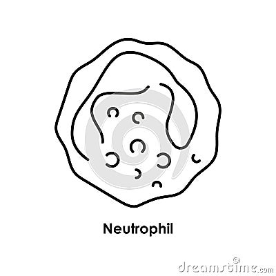Neutrophil color icon. White blood cells in the blood vessels. Vector Illustration