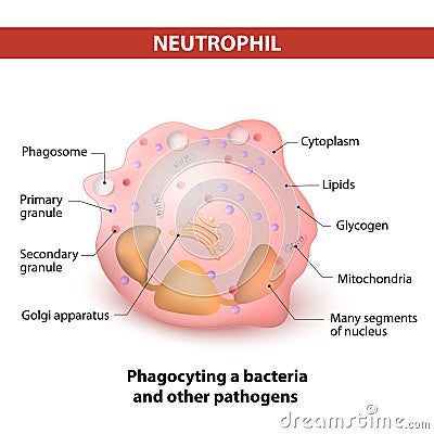 Neutrophil granulocytes Vector Illustration