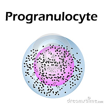 Neutrophils structure. Blood cell neutrophils. Progranulocyte. White blood cells. leukocytes. Infographics. Vector Vector Illustration