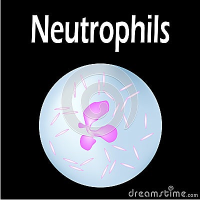 Neutrophils structure. Blood cell neutrophils. White blood cells. leukocytes. Infographics. Vector illustration on Vector Illustration