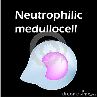 Neutrophils structure. Blood cell neutrophils. White blood cells. leukocytes. Infographics. Vector illustration on Vector Illustration