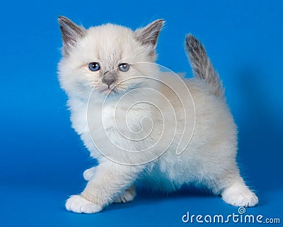 Neva masquerade kitten Stock Photo