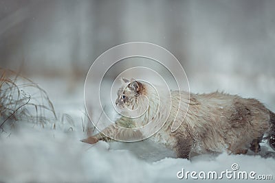 Neva masquerade cat winter portrait Stock Photo