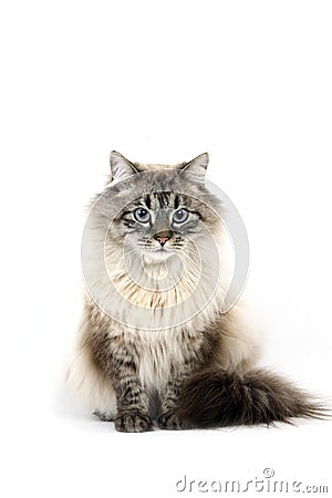 Neva Masquerade Siberian Domestic Cat, Seal Tabby Point Colour, Male against White Background Stock Photo