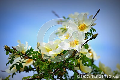 Wild White Rose Stock Photo