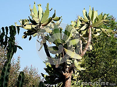 Neve Monosson Cactus like tree 2010 Stock Photo