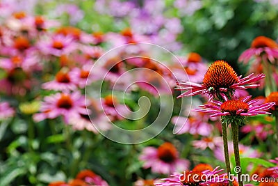 Never Ending Field of Pink and Orange Echinacea Stock Photo