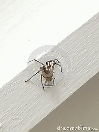 Never expected a Big spider appear in the storeroom Stock Photo