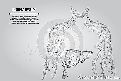 Abstract line and point human body with the liver. Healthcare, Science and Technology Vector Illustration