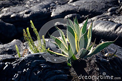 New aloe vera near Kalapana lava flow Stock Photo